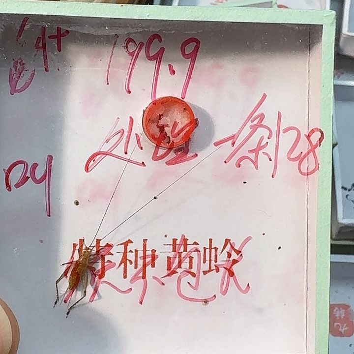 用***5蟋蟀2222222222222222