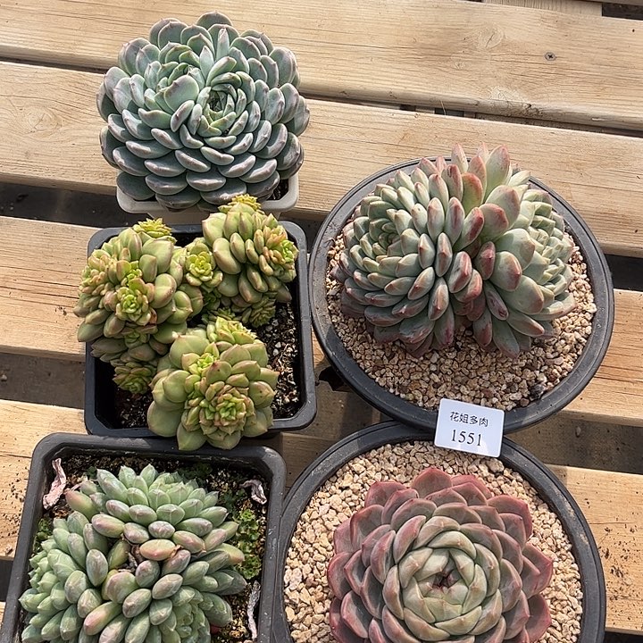 瑃***瑃1551五颗588888888