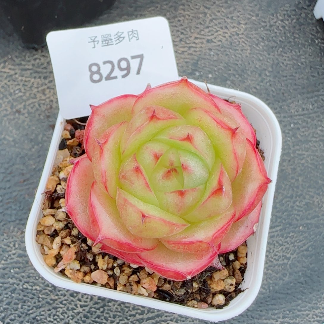 玉玲珑，8297多肉植物