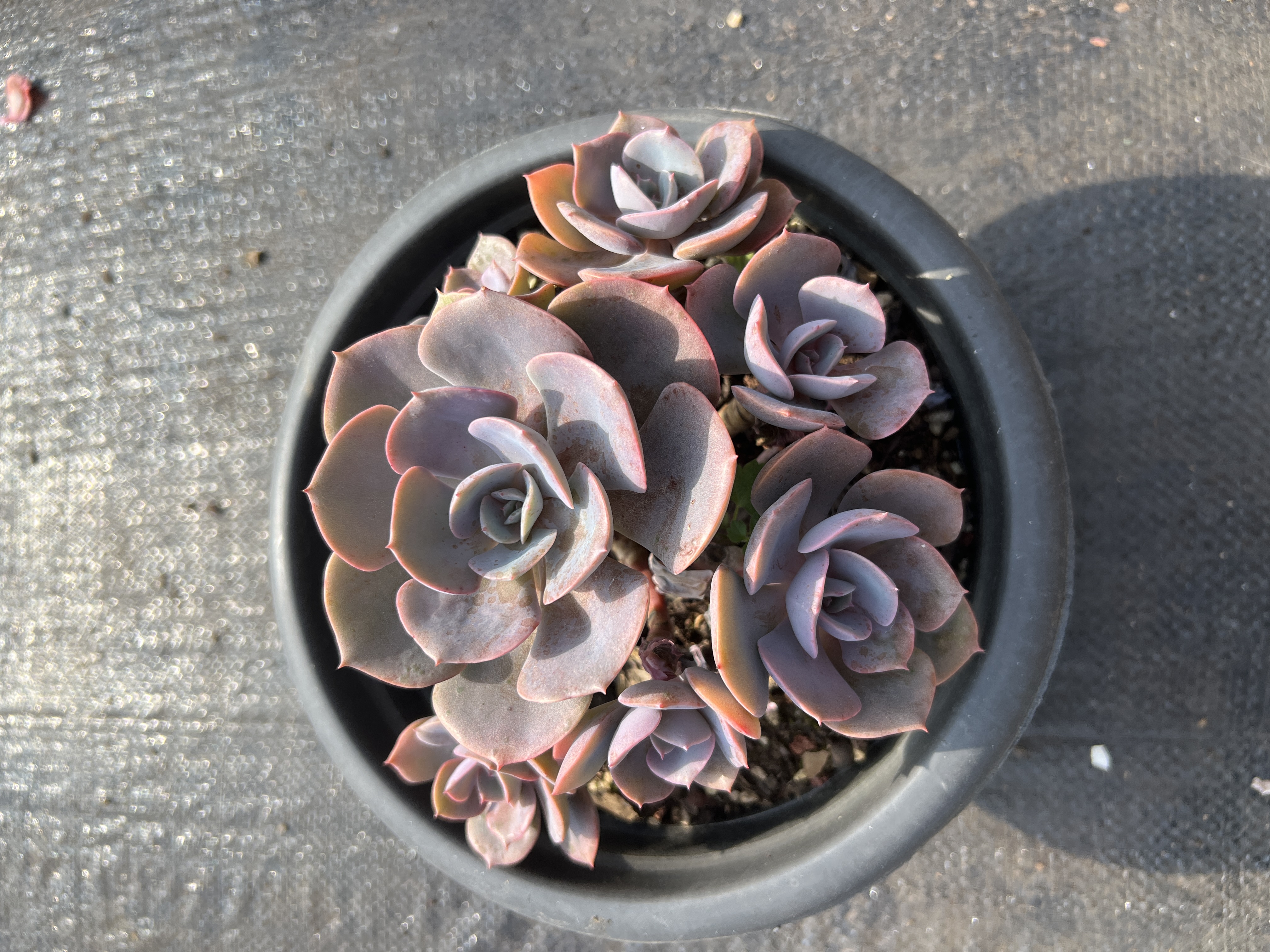 （尘埃玫瑰 18cm左右）1单包邮 满28纸巾包 云南多肉锦缀化老桩阳台