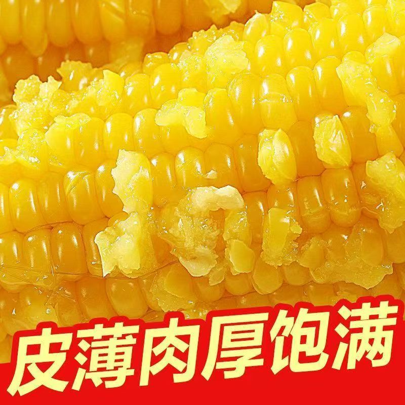 新疆黄糯新疆甜粘玉米新鲜非转基因真空包装营养粗粮代餐