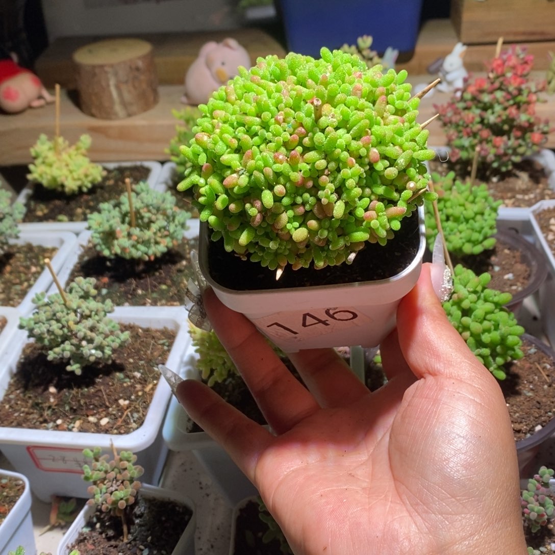 蜜橘带盆土发货一物一拍