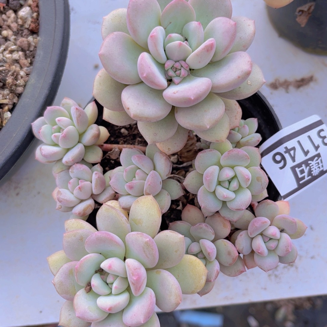 拉丝雨香水31146多肉植物