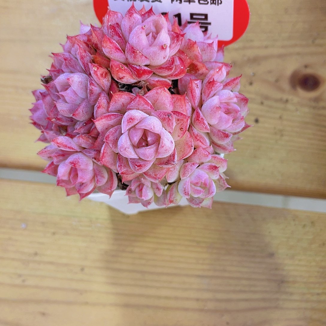 1461号 完美捧花桃薰女王群