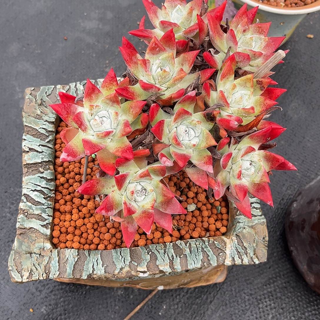 小鹿多肉一物一拍