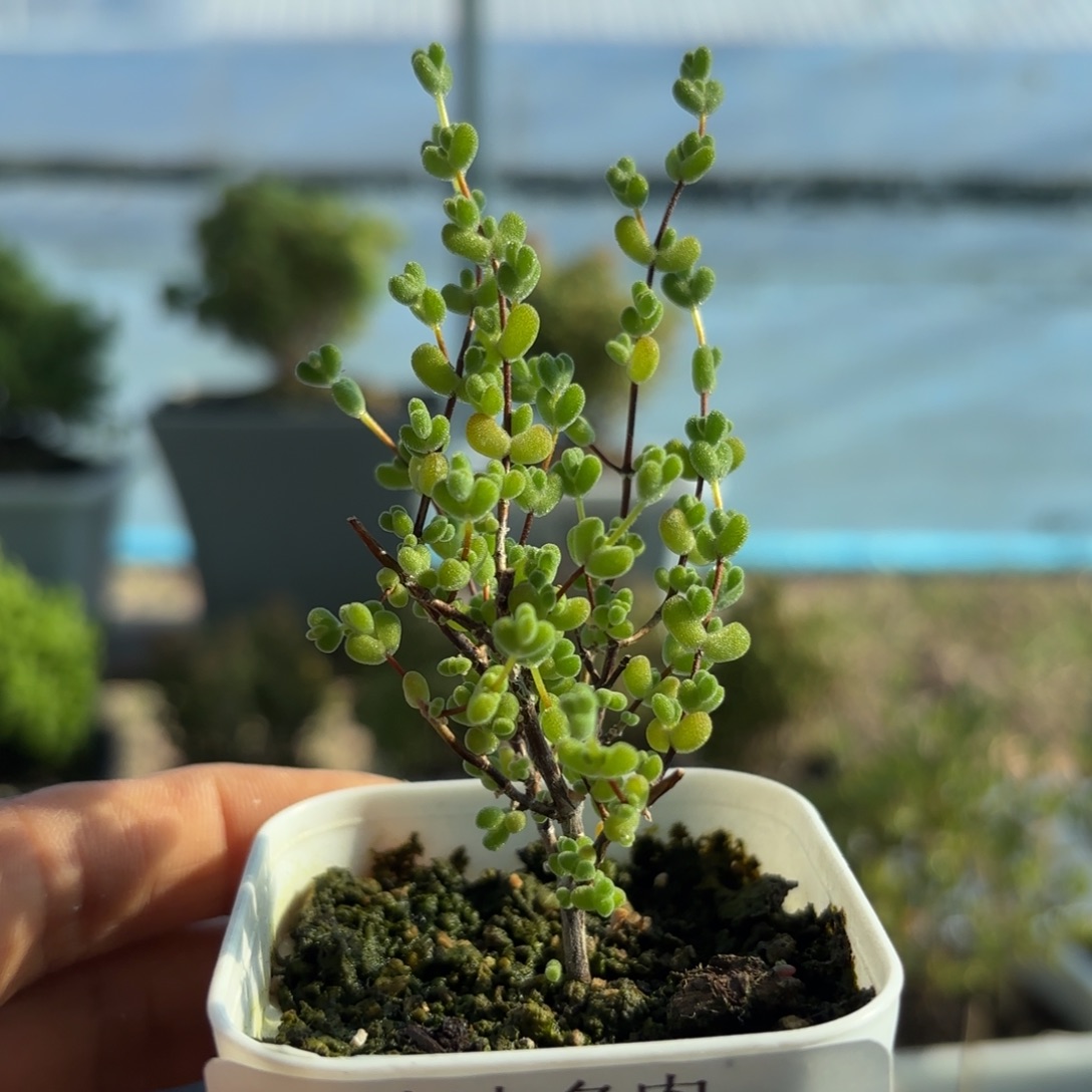 793莱斯枝干番杏福利哦