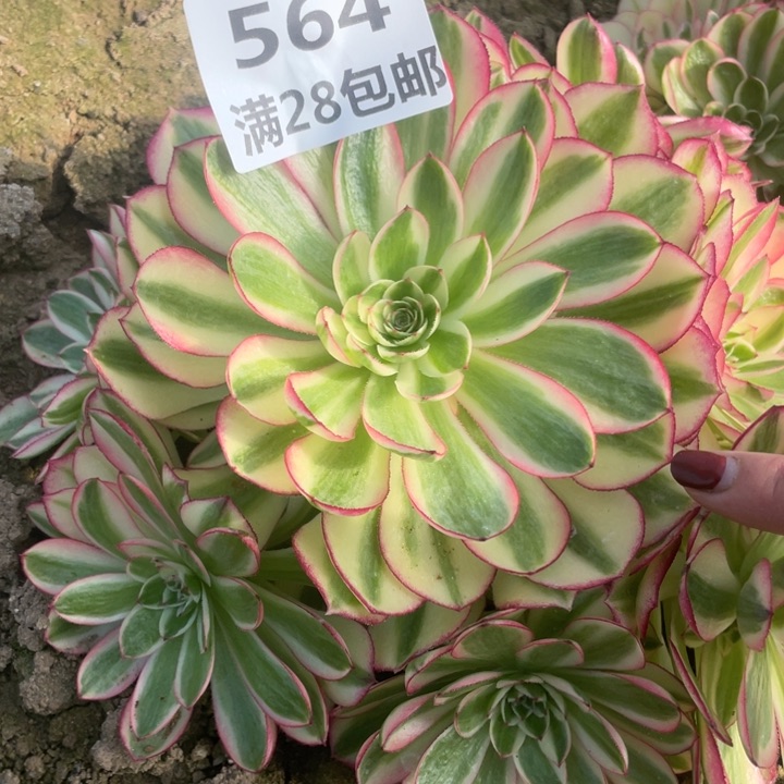 564三号棚倾城多肉