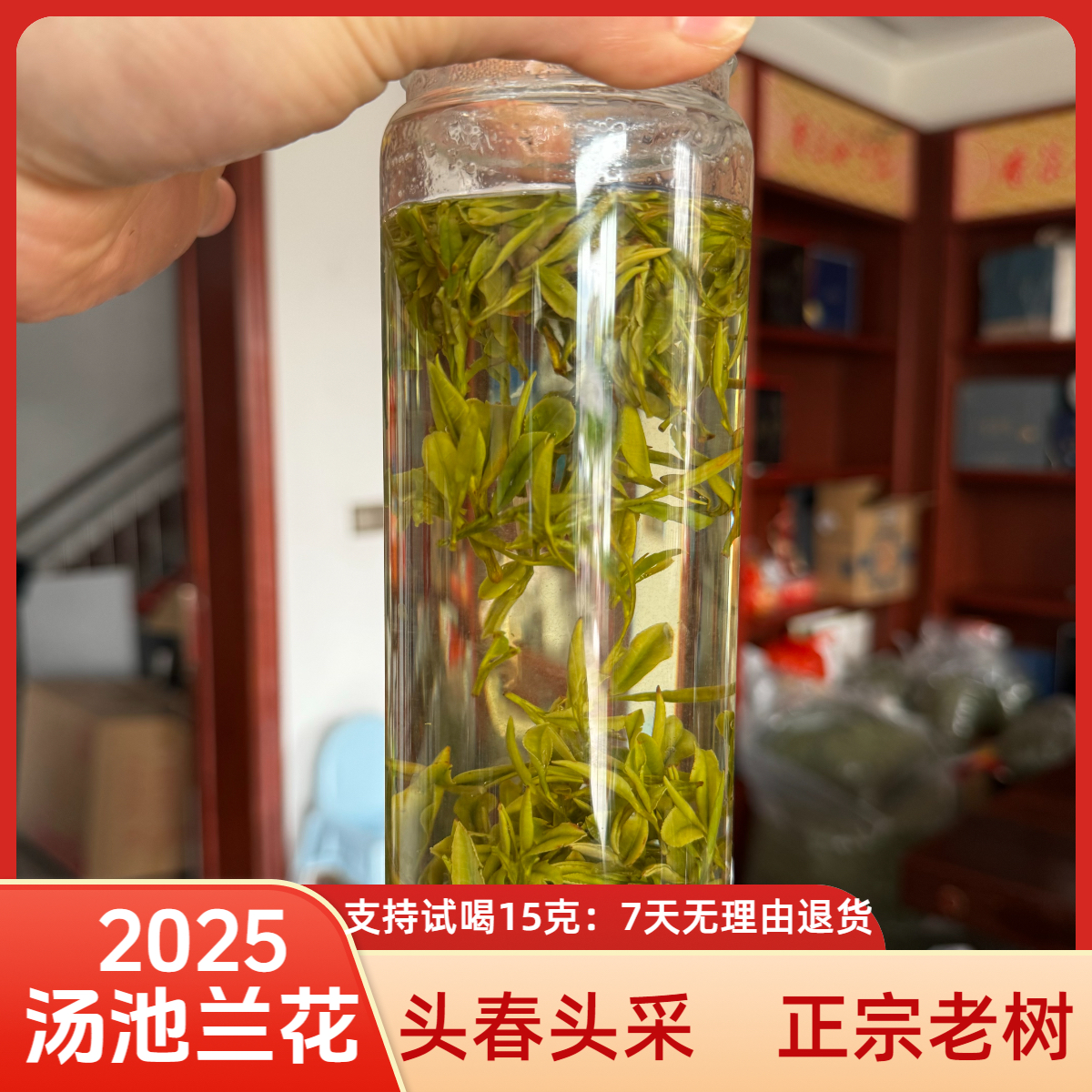 ~2025新茶# A1头采老品种汤池兰花（老树茶）