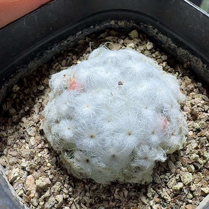 745日系佛头白星脱土发货