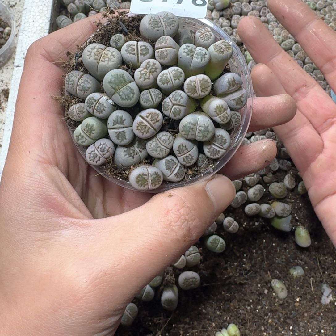 C179。菊一盒。好看。