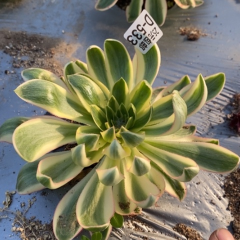 533青莲满25包邮多肉