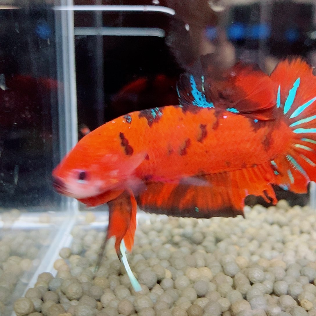 斗鱼黑228号a a a a a