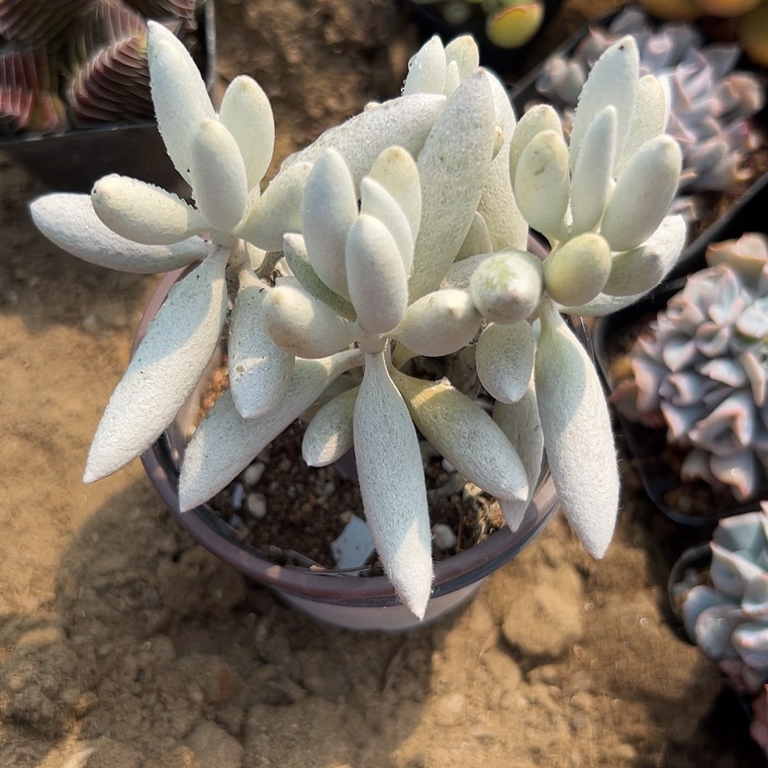 多肉植物银月群生