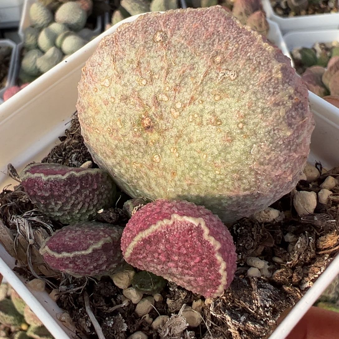 超大母叶哈默猪肝水泡有疤特价