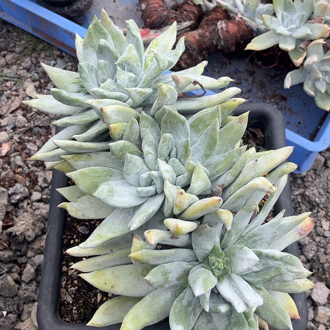 瓜****小鹿多肉一物一拍8955