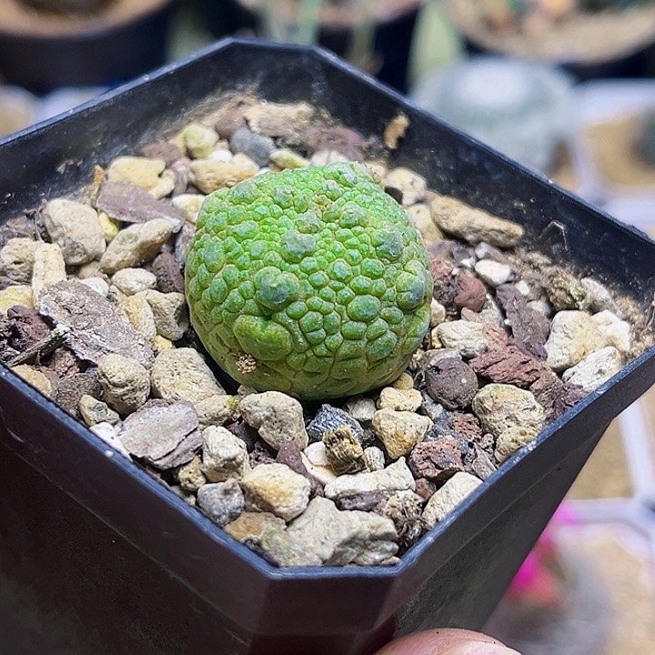 实生凝蹄玉一颗一颗