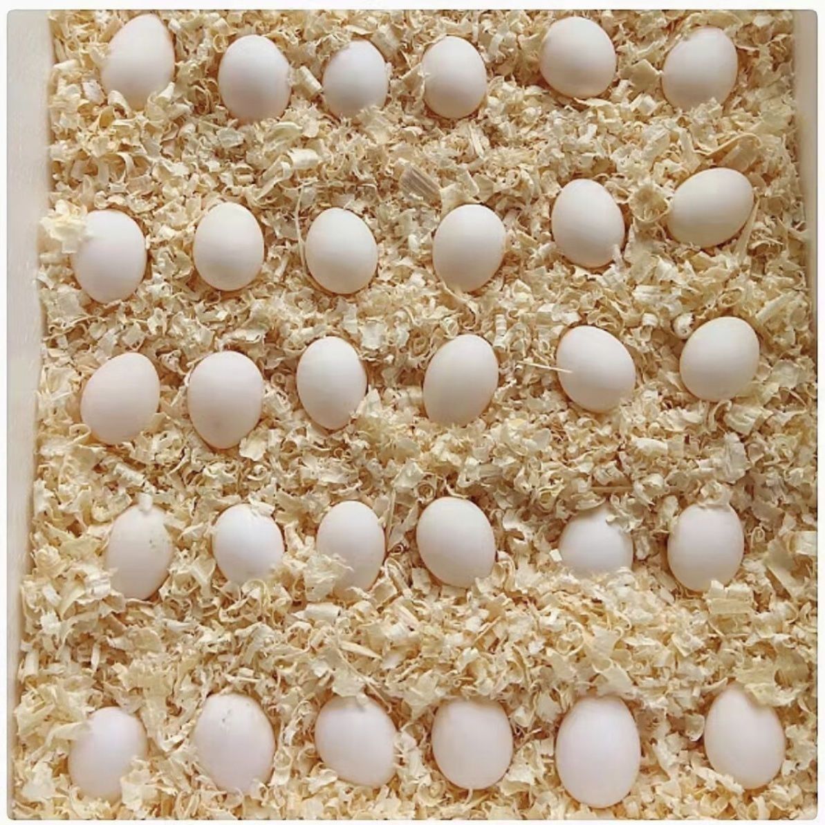  啝绱 每日 现掏 新鲜蛋