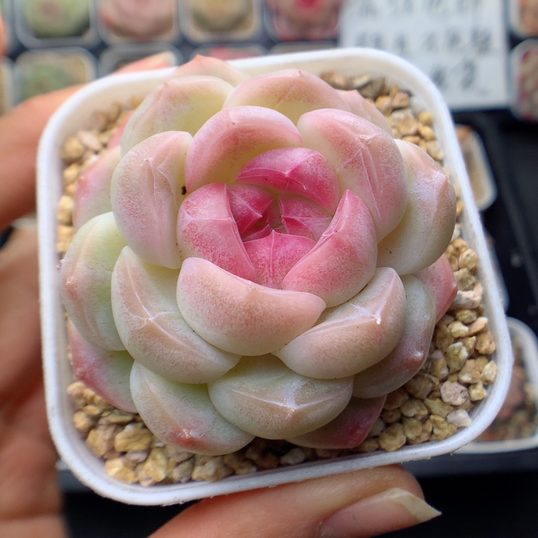 多肉植物。 糖心33