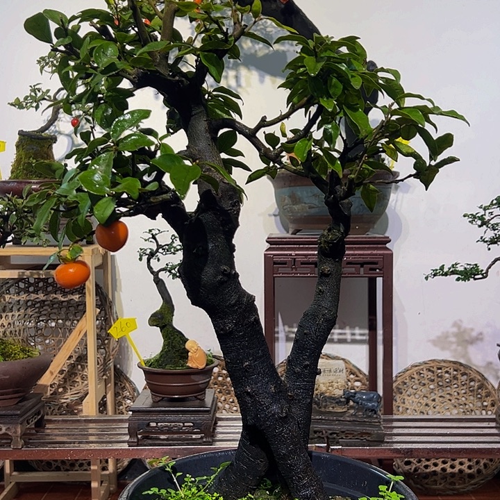 完全开放金弹子盆景一物一拍