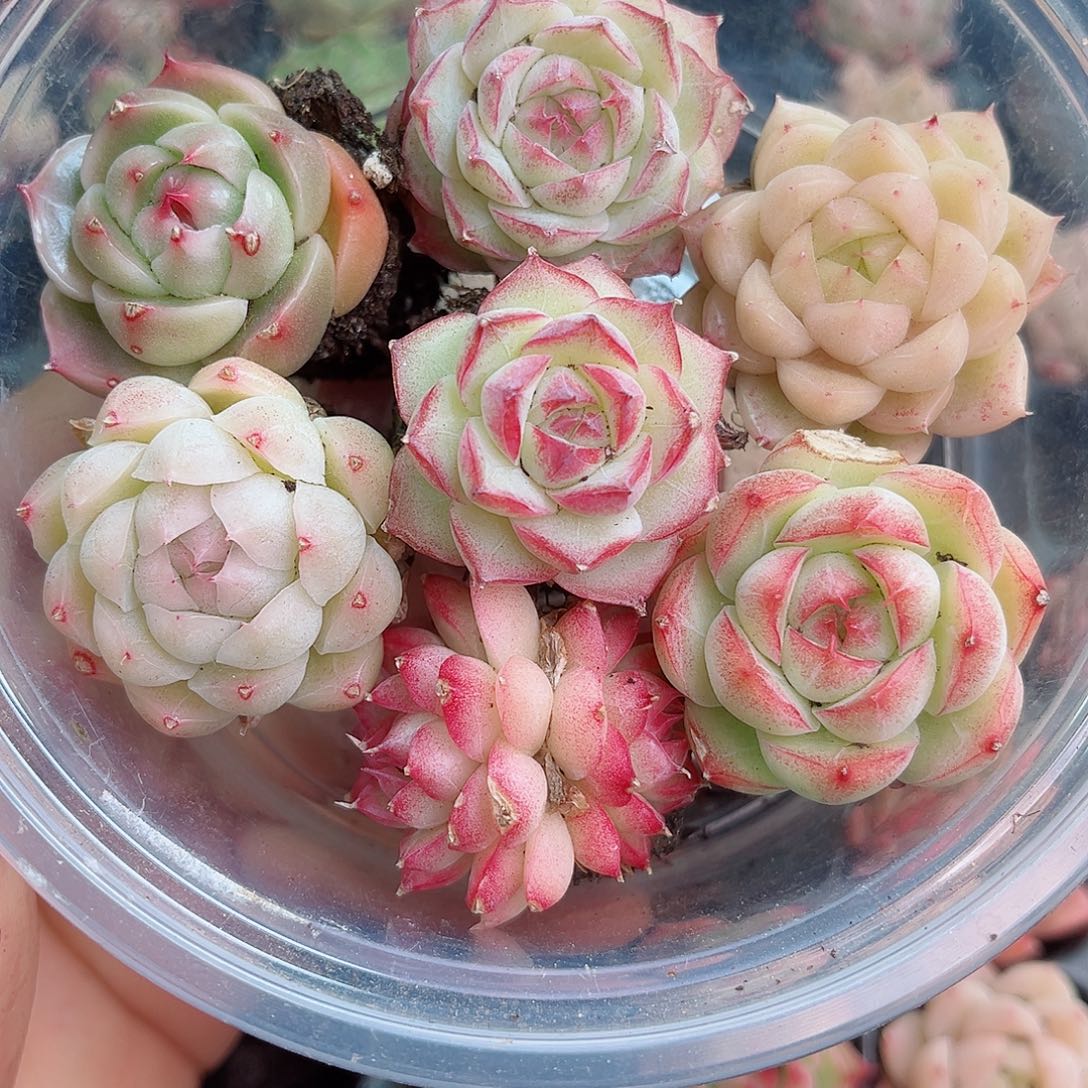 1-182 新疆西藏内蒙不发 12.8包邮2-3公分多肉