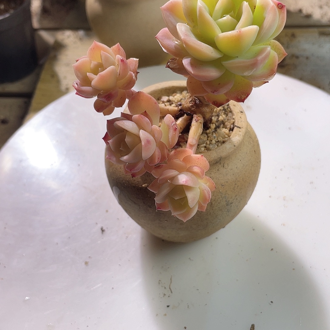 大**啊0541  哈密瓜 六月六