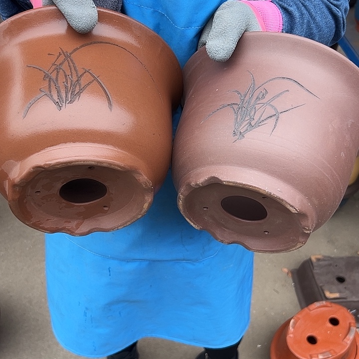 25+25平角金钟花盆花盆