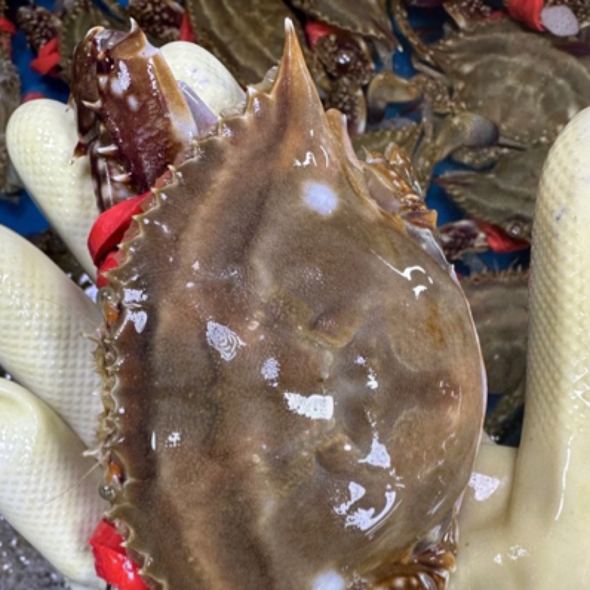 渤海湾海蟹野生不包活多斤数可选