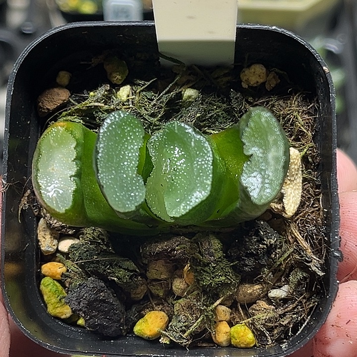 46写乐玉扇头家多肉十二卷