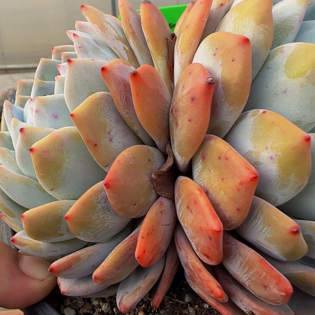 组合套餐编号零七号