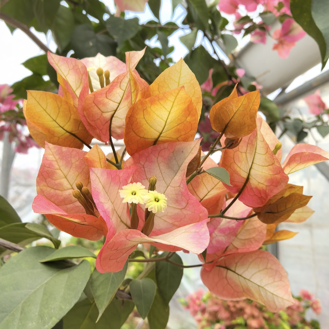 【凤凰】四季开花勤花（落花落叶不售后一个月内换盆不售后）花梦