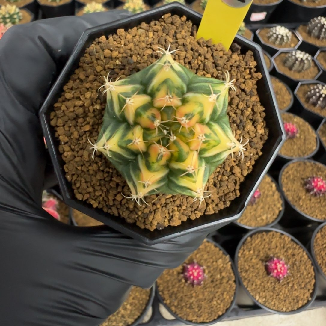 泰系名品侧芽虎斑152号