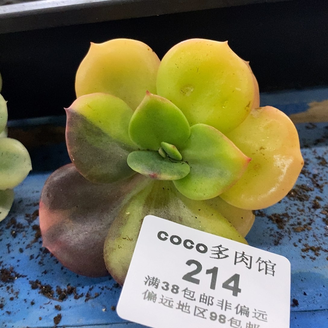 214不鲁门卡多肉植物哇啦塞，