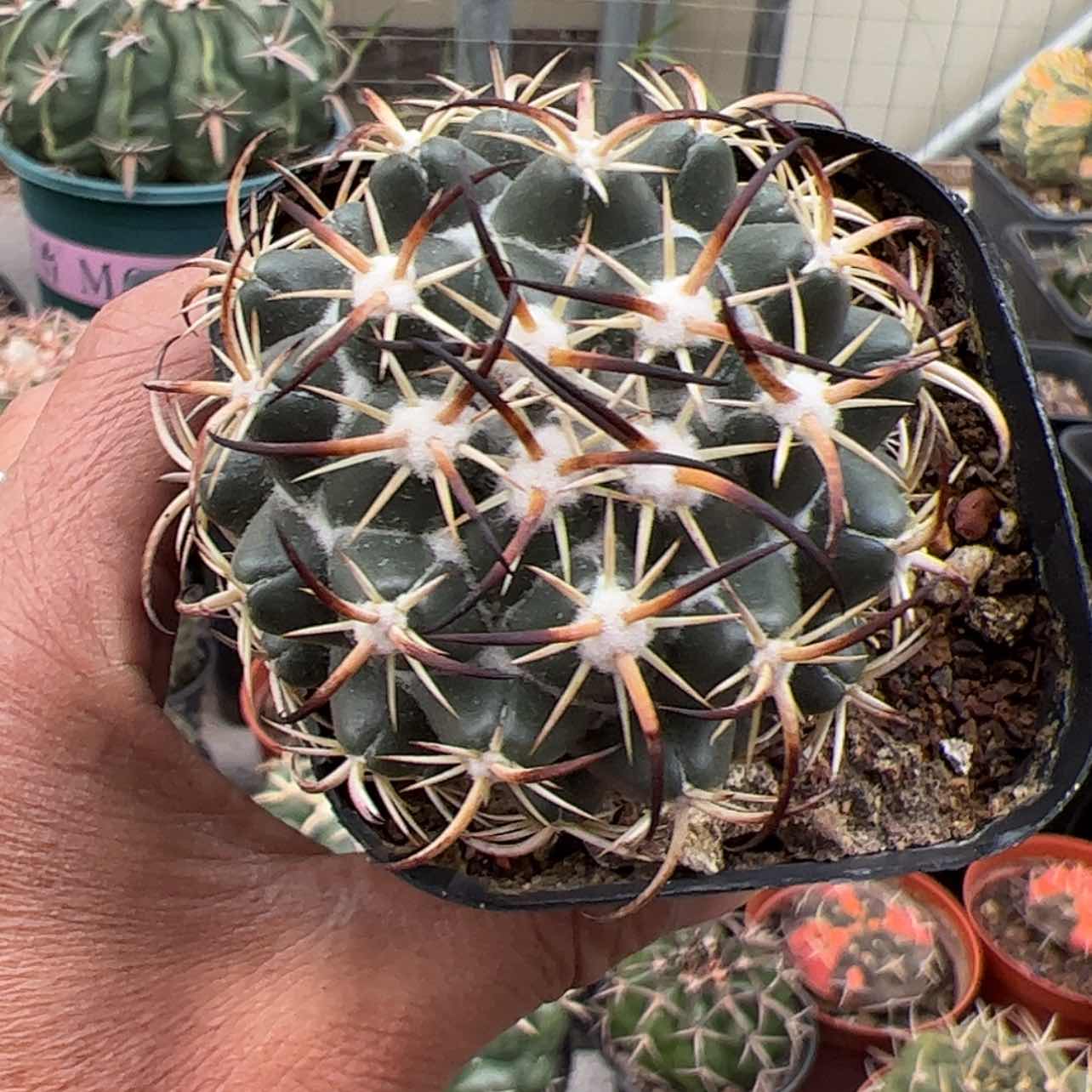 【闪购商品】实生仙人球