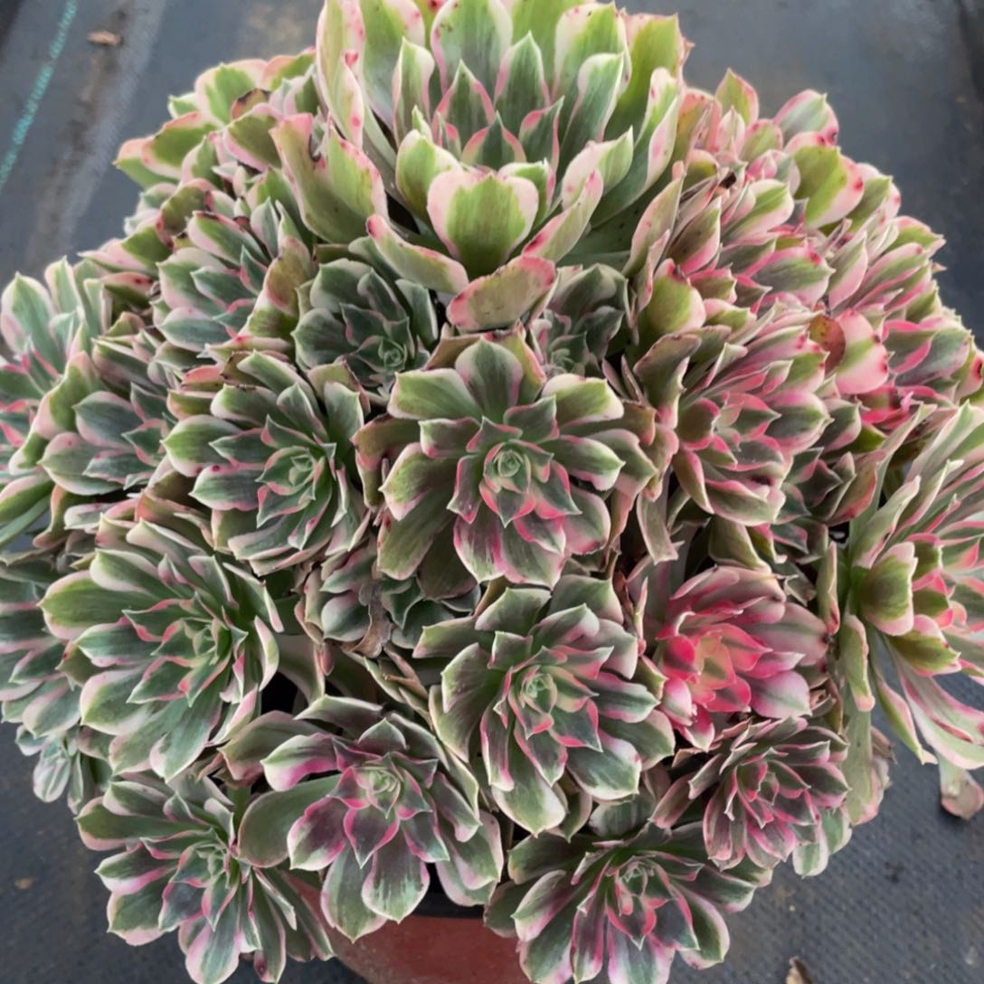 811男神精品法师老桩