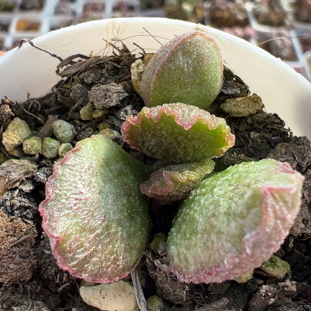 爱丽丝多肉植物水泡