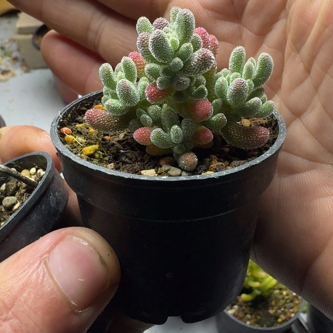 冰晶 多肉植物枝干番杏