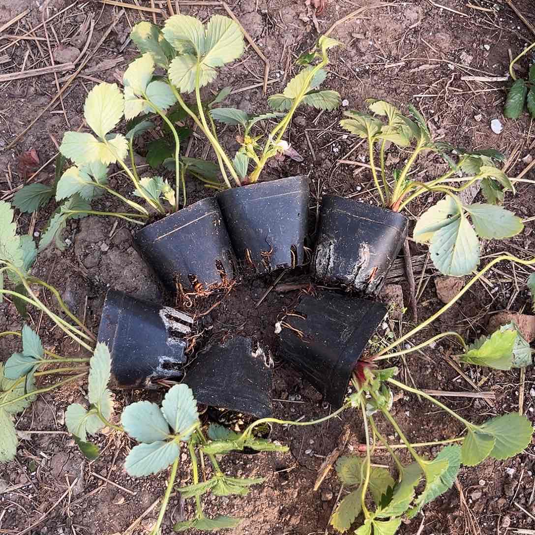 草莓白色恋人6颗