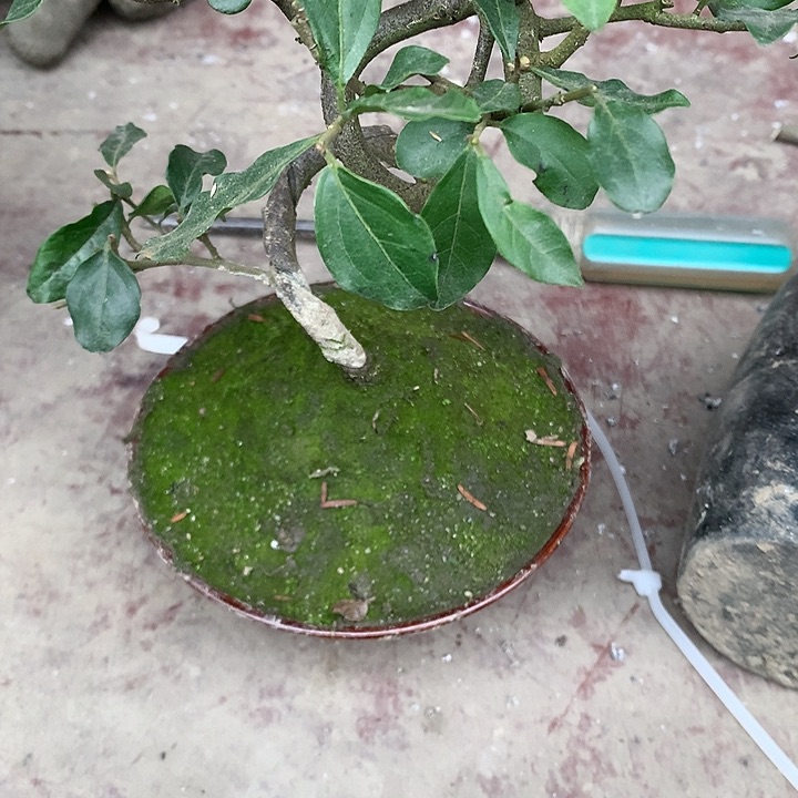 树苗国***8金弹子树苗