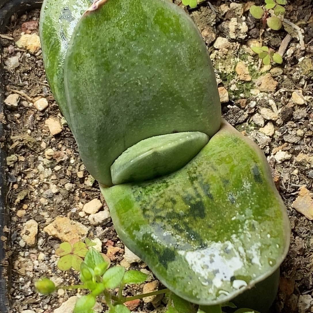 不带盆脱土裸根发货（实生）