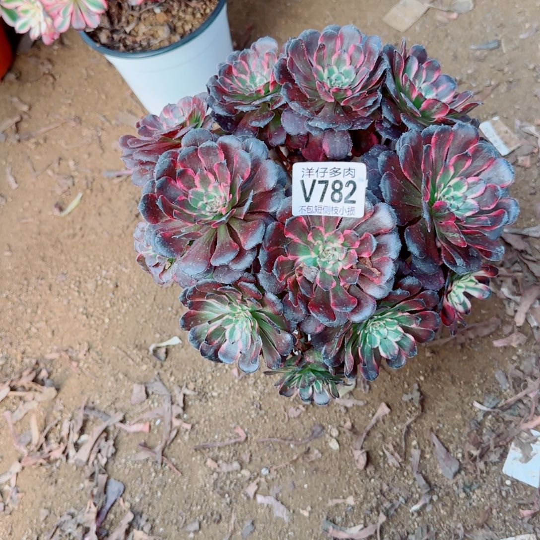 红金刚782冠幅25   