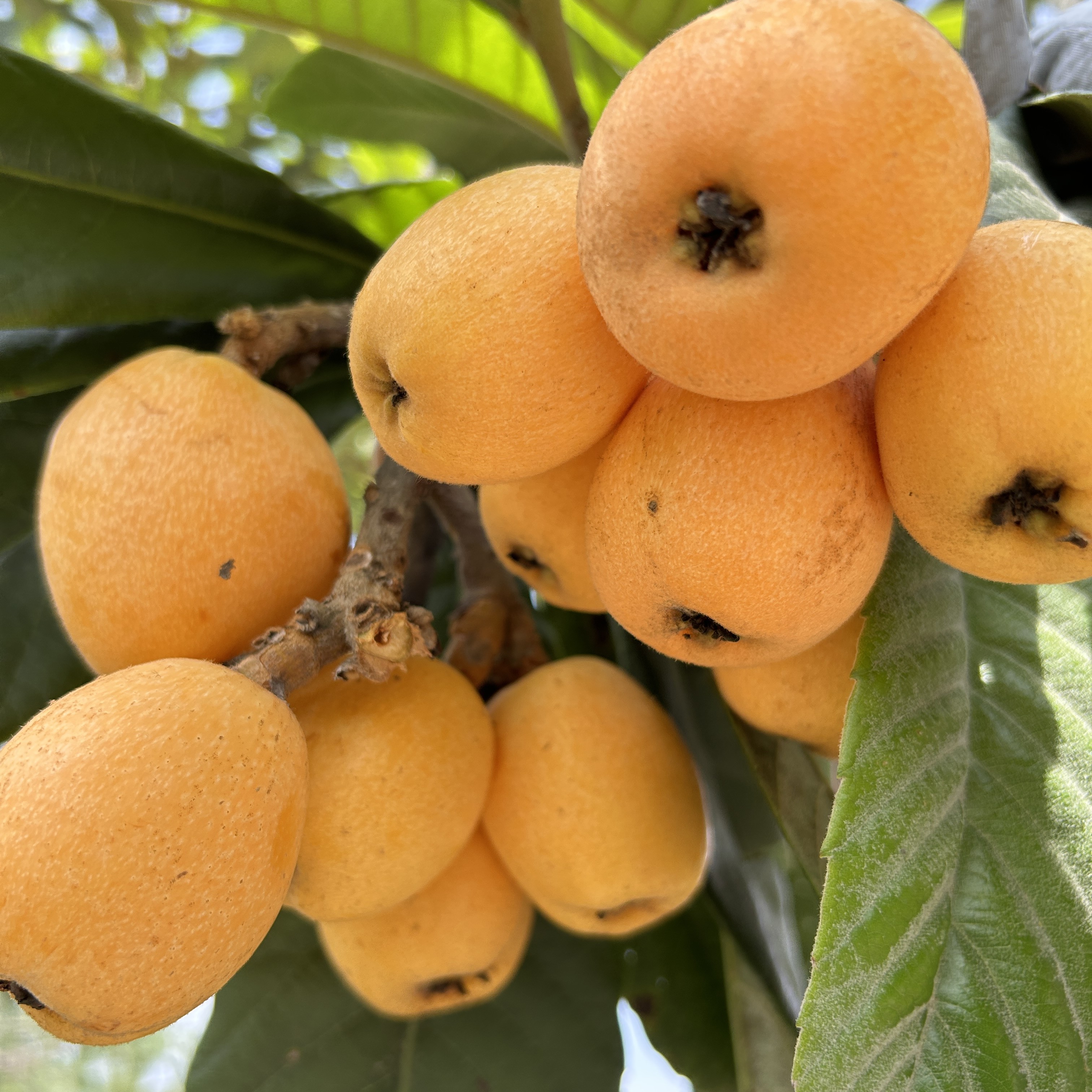 贵州高山老树枇杷农家自种新鲜现摘酸甜可口