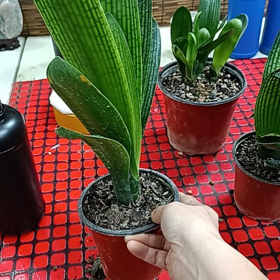 当前无花栽培后可以开花