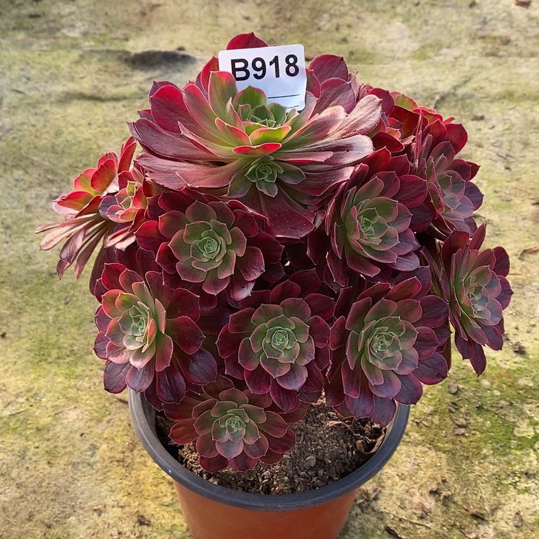 安娜多肉植物918