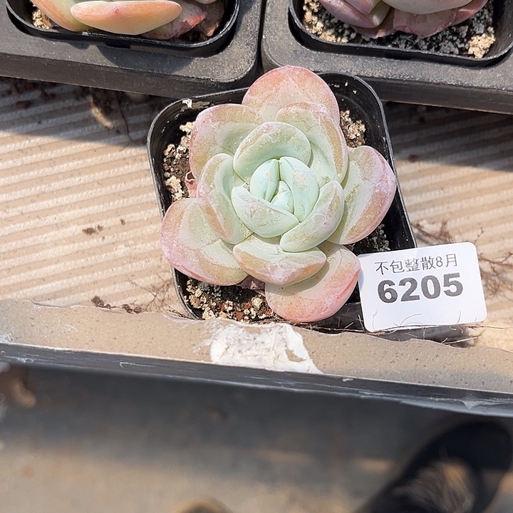 木***梓阿雅园艺。    6205