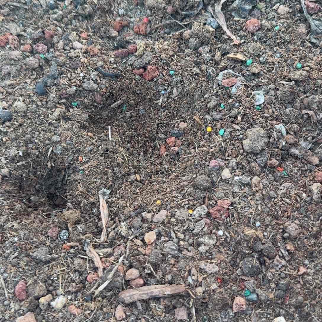 大棚法师土5-6斤