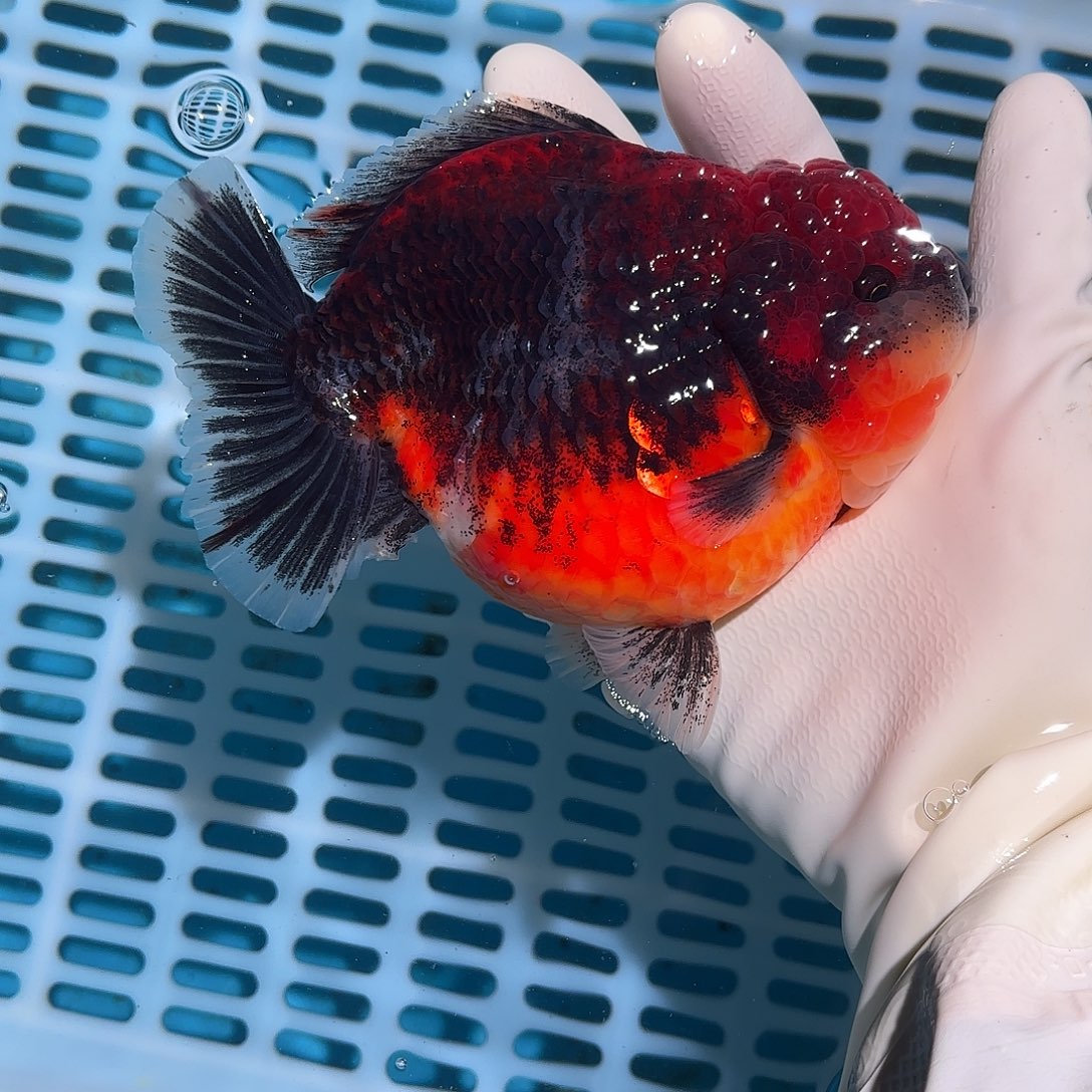 金鱼金鱼455588885