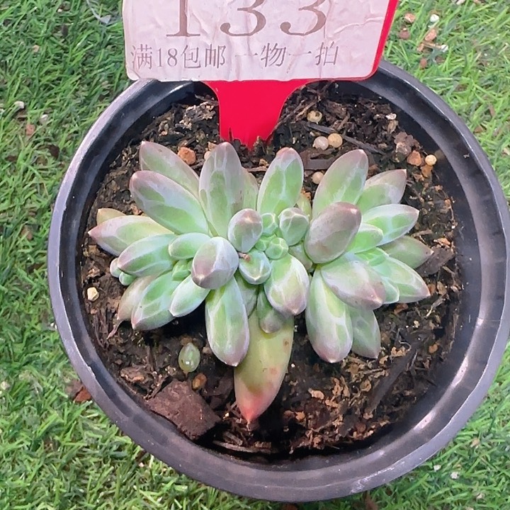 申公豹133多肉植物