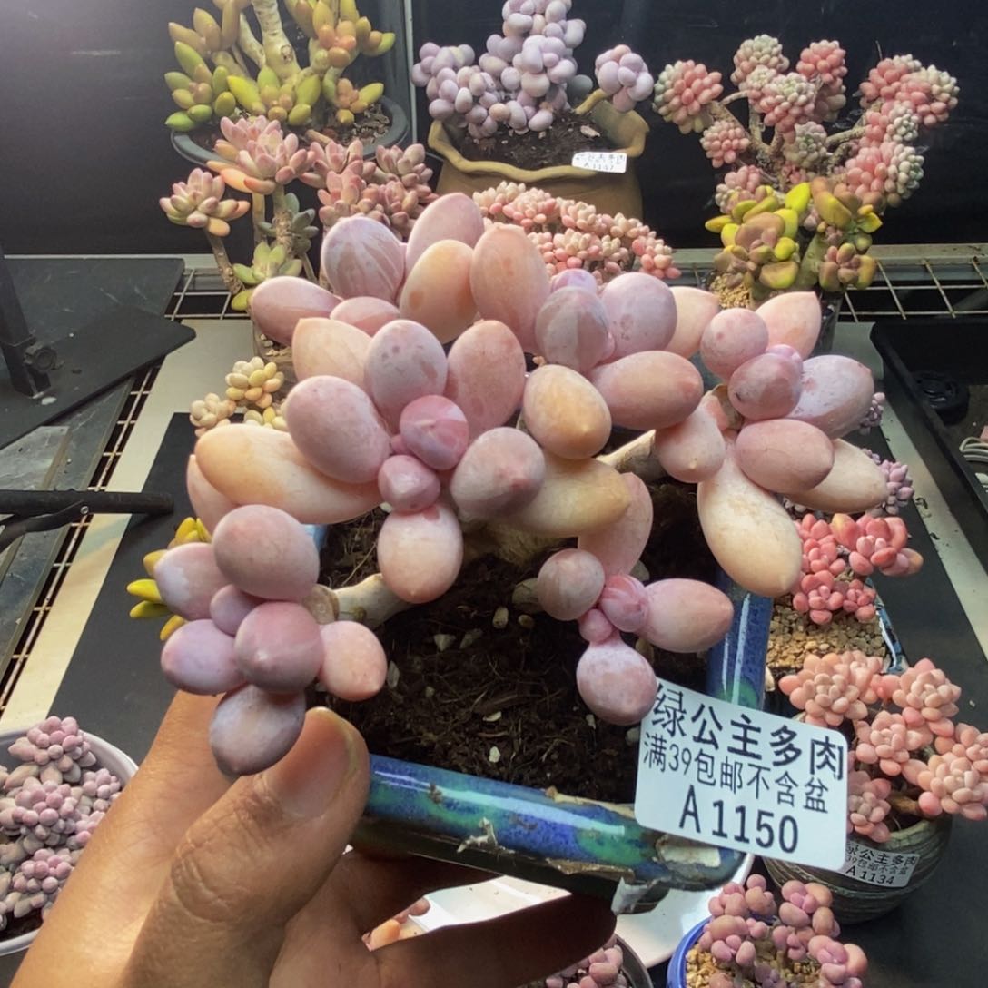 150香水手指奶多肉8c m