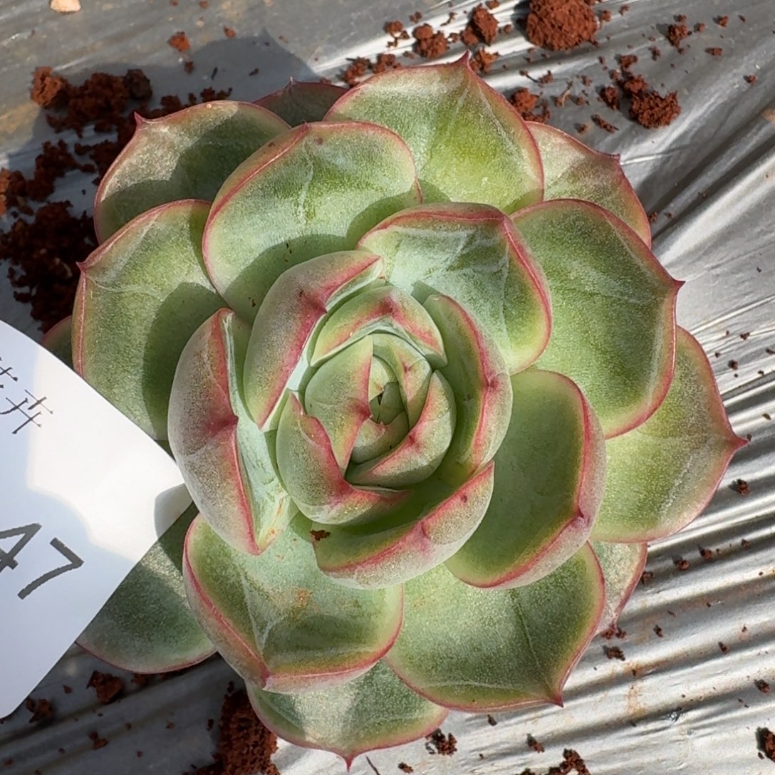 6-47多肉杂交一颗量拍