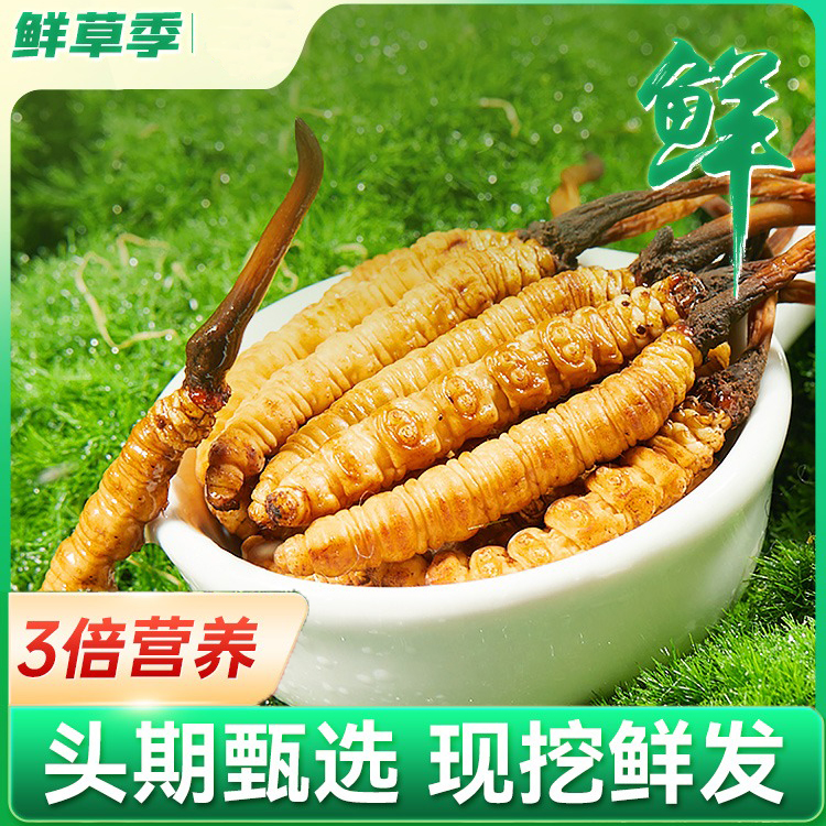 福利中草 100根 冬虫夏草新鲜虫草正品头期虫草鲜虫草
